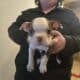 Boston Terrier Puppies