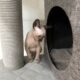 Canadian Sphinx