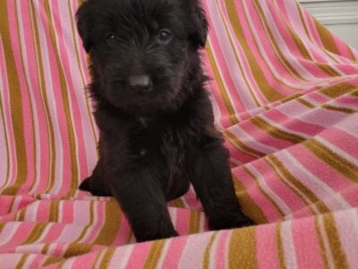 cute puppy