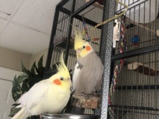 Male and Female
