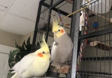 Male and Female