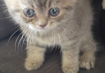 Persian kitty 2