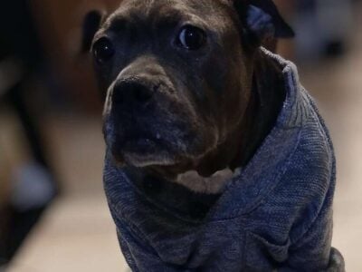 8 year old female pitbull for sale