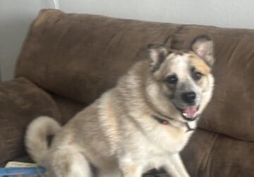 Great Pyrenees and Australian Cattle Dog Mix Puppy