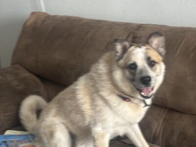 Great Pyrenees and Australian Cattle Dog Mix Puppy