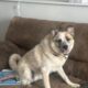 Great Pyrenees and Australian Cattle Dog Mix Puppy