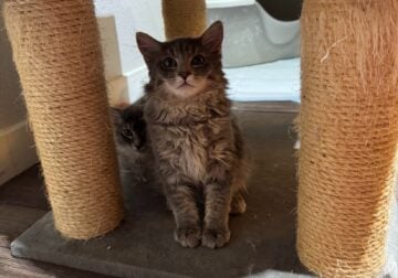 Russian blue domestic long haired girls