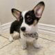 AKC pembroke welsh corgi Tricolor Male