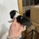 French Bulldog puppies