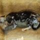 READY! MALE SILVER MARBLE BENGAL KITTEN