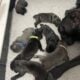 Clear Creek Cane Corso’s