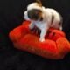 LONG COAT CHIHUAHUA PUPPIES- ADORABLE