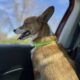 Pembroke Welsh Corgi