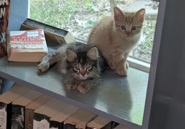 Free 8 week old Kittens!