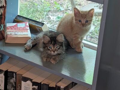 Free 8 week old Kittens!