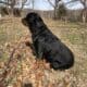 Female Rottweiler
