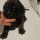 Cane corso pups for sale