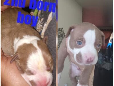 Gohan Male stratfordshire puppy
