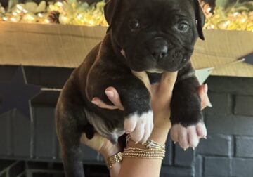 100% American Bulldog Puppies