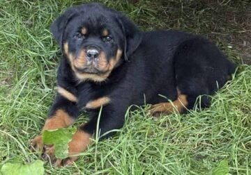 Adorable and Sweet Rottweiler pups