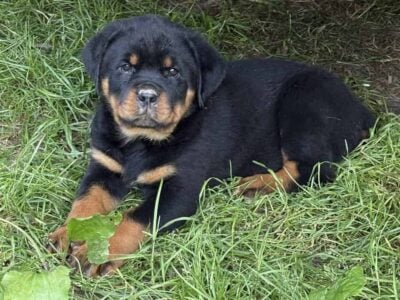 Adorable and Sweet Rottweiler pups