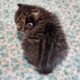 American Bobtail