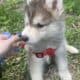 Siberian Husky Puppies