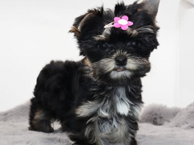 Yorkie girl Espresso