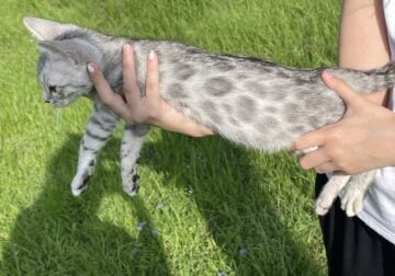 Silver Bengal female