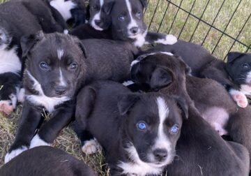 Husky/Blue Pitbull Puppies