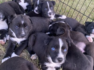 Husky/Blue Pitbull Puppies