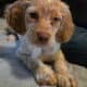 Brittany spaniel pups