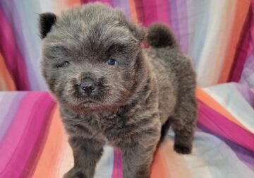 CKC CHOW PUPPIES