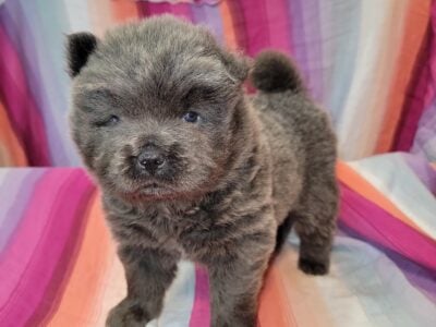 CKC CHOW PUPPIES