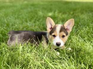 Pembroke Welsh Corgi puppies