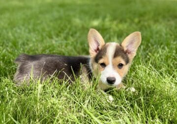 Pembroke Welsh Corgi puppies