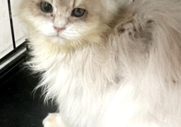 Blue Golden Shaded British Longhair