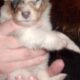 Registered “Lassie” Collie puppies Sable Tri Blue