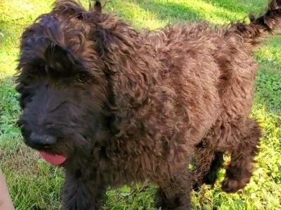 F1BB standard Goldendoodles