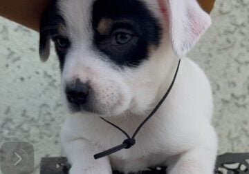 cowboy corgi female puppy
