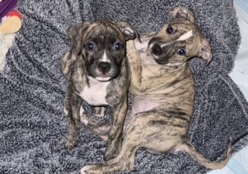American Bulldog 2 Females Available