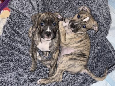 American Bulldog 2 Females Available