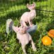 Canadian Sphynx odd eye