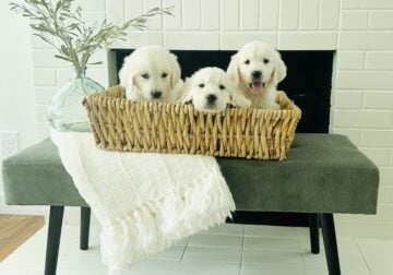 English Cream retrievers