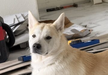 2, 9 months old young/puppies for free