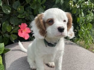 Frodo – Male Cavapoo
