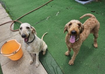 Standard Poodle puppies
