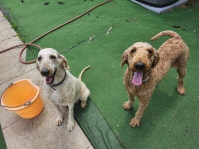 Standard Poodle puppies