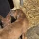 daniff/ pit puppies