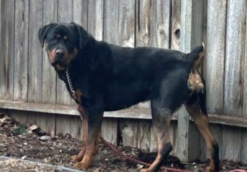 Beautiful male Rottweiler pup, needs rehoming and